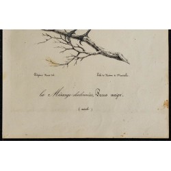 1830 - Mésange charbonnière 