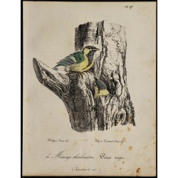 1830 - Mésange charbonnière 