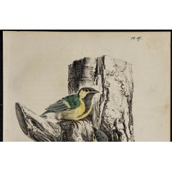 1830 - Mésange charbonnière 