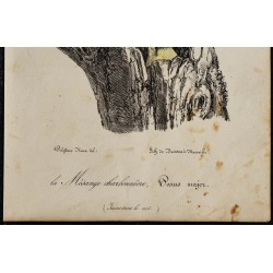 1830 - Mésange charbonnière 