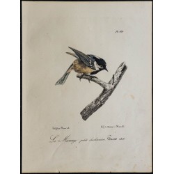 1830 - Mésange noire 