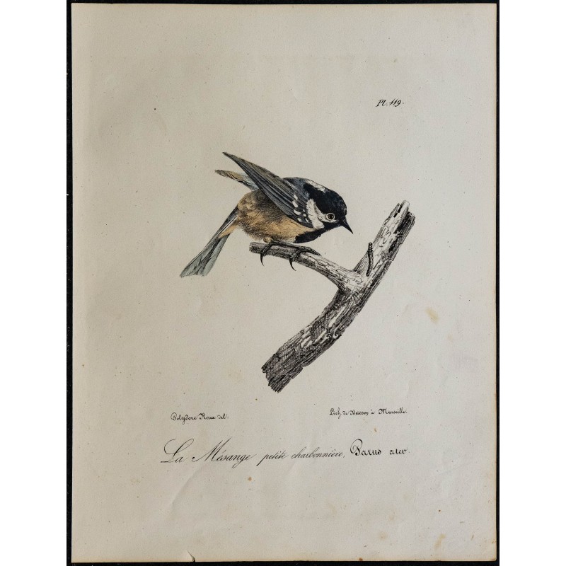 1830 - Mésange noire 1830 - Mésange noire