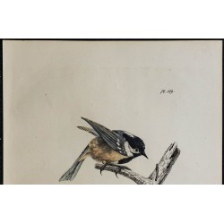 1830 - Mésange noire 