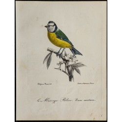 1830 - Mésange bleue 