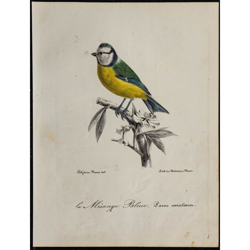 1830 - Mésange bleue 1830 - Mésange bleue