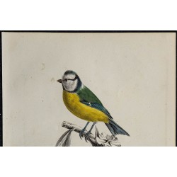 1830 - Mésange bleue 