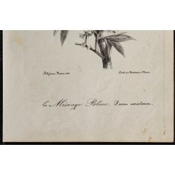 1830 - Mésange bleue 
