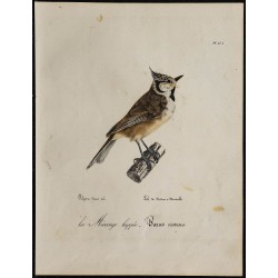 1830 - Mésange huppée 