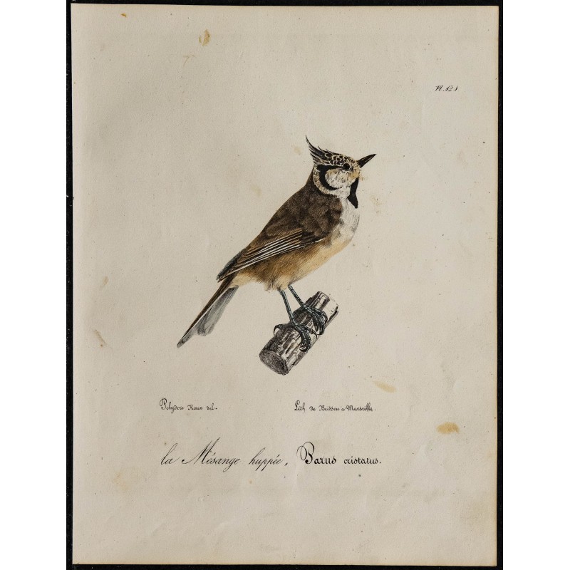 1830 - Mésange huppée 1830 - Mésange huppée