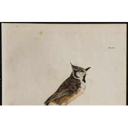 1830 - Mésange huppée 