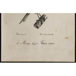 1830 - Mésange huppée 
