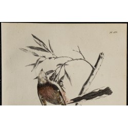 1830 - Mésange à longue queue 