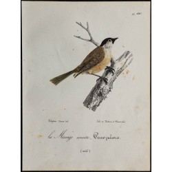 1830 - Mésange nonnette (Poecile palustris) 