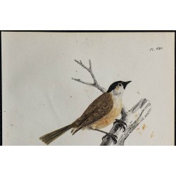 1830 - Mésange nonnette (Poecile palustris) 