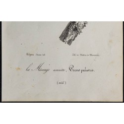 1830 - Mésange nonnette (Poecile palustris) 