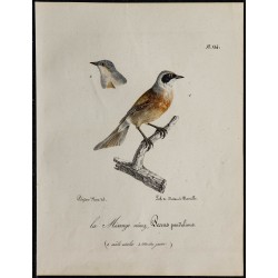 1830 - Rémiz penduline 