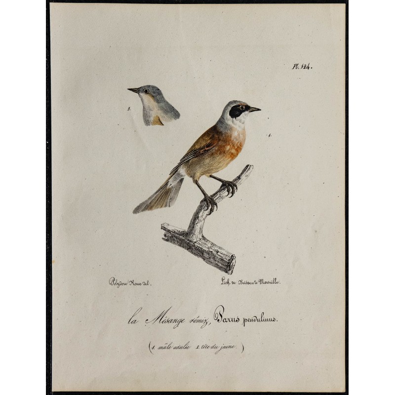 1830 - Rémiz penduline 1830 - Rémiz penduline
