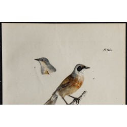 1830 - Rémiz penduline 