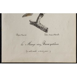 1830 - Rémiz penduline 