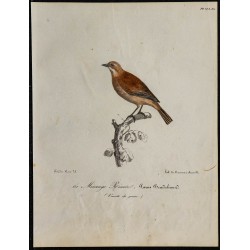 1830 - Rémiz penduline 