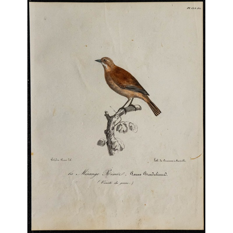 1830 - Rémiz penduline 1830 - Rémiz penduline