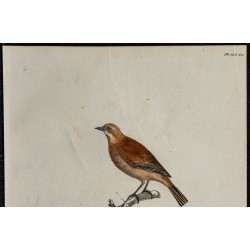 1830 - Rémiz penduline 