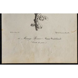 1830 - Rémiz penduline 