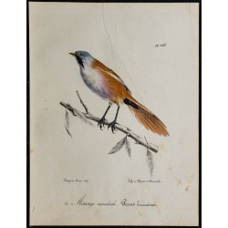 1830 - Panure à moustaches 