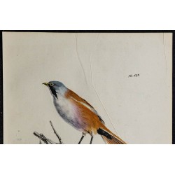 1830 - Panure à moustaches 