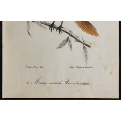 1830 - Panure à moustaches 