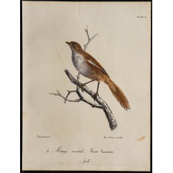 1830 - Panure à moustaches 