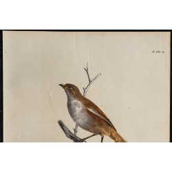 1830 - Panure à moustaches 