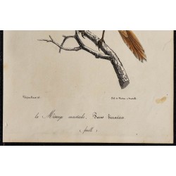 1830 - Panure à moustaches 