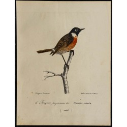1830 - Tarier pâtre 