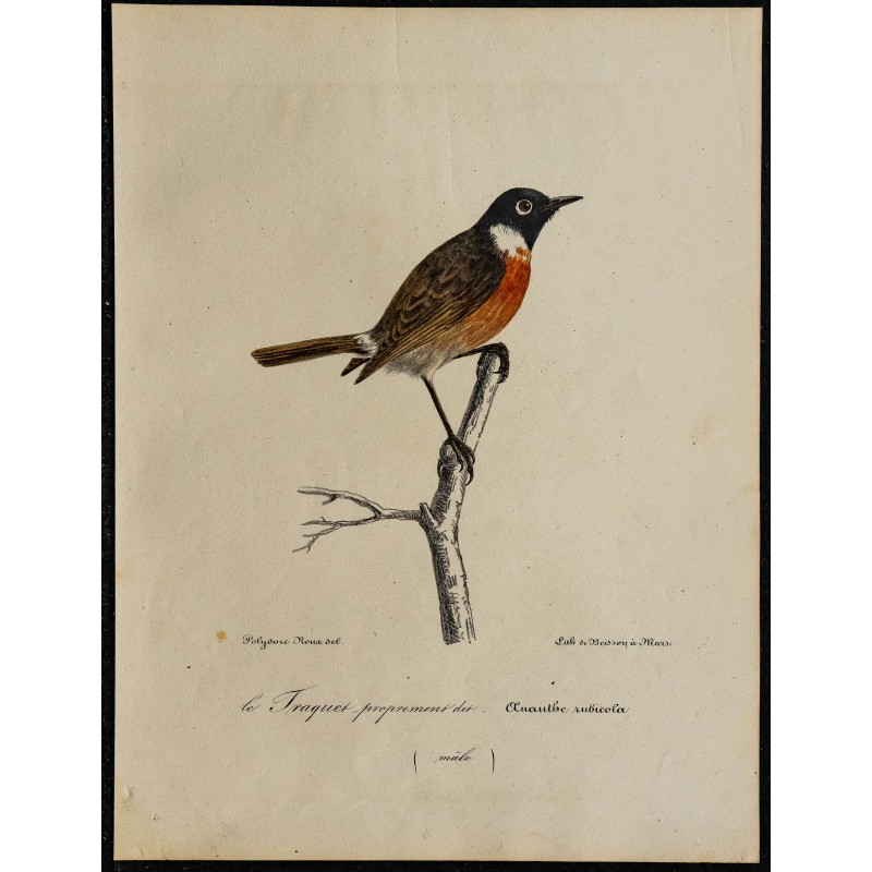 1830 - Tarier pâtre 1830 - Tarier pâtre