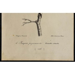 1830 - Tarier pâtre 