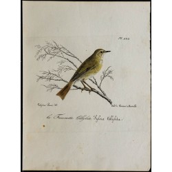 1830 - Pouillot véloce 
