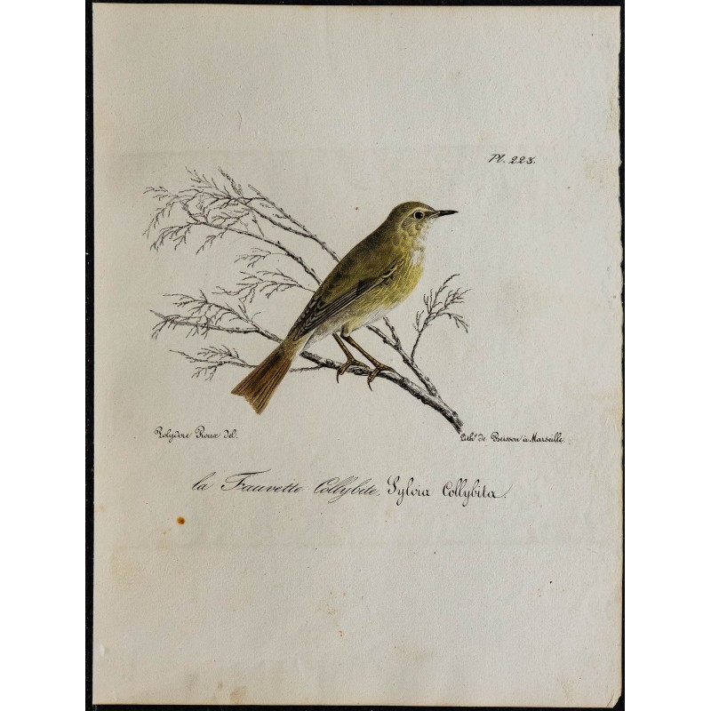 1830 - Pouillot véloce 1830 - Pouillot véloce