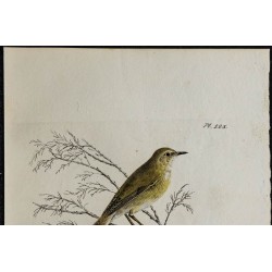 1830 - Pouillot véloce 