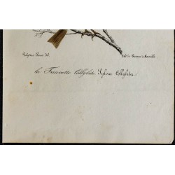 1830 - Pouillot véloce 