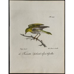 1830 - Pouillot siffleur 