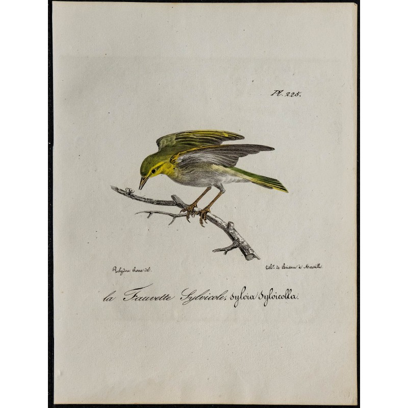 1830 - Pouillot siffleur 1830 - Pouillot siffleur