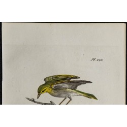 1830 - Pouillot siffleur 