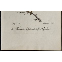 1830 - Pouillot siffleur 