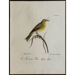 1830 - Pouillot fitis 