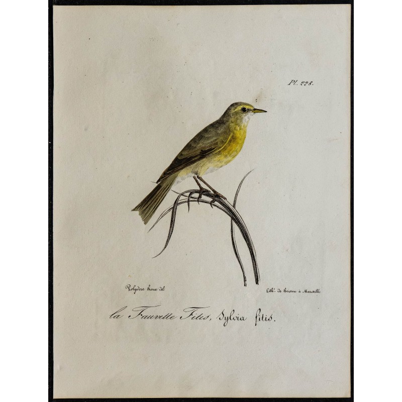 1830 - Pouillot fitis 1830 - Pouillot fitis