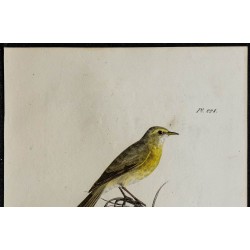 1830 - Pouillot fitis 
