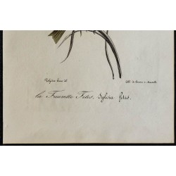1830 - Pouillot fitis 