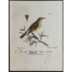 1830 - Hypolaïs ictérine 