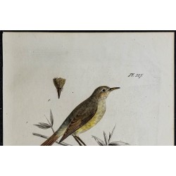 1830 - Hypolaïs ictérine 
